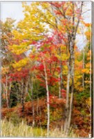 Autumn Trees, Muskoka, Ontario, Canada Fine Art Print