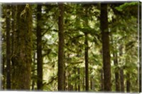 Trees in a forest, Queets Rainforest, Olympic National Park, Washington State, USA Fine Art Print