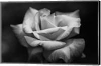 Close-up of a rose, Los Angeles County, California, USA Fine Art Print