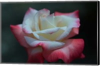 Close-up of a pink and white rose, Los Angeles County, California, USA Fine Art Print