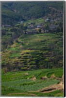 Houses with terraced fields at mountainside, Heqing, Yunnan Province, China Fine Art Print
