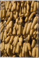 Corn cobs hanging to dry, Baisha, Lijiang, Yunnan Province, China Fine Art Print