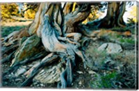 Bristlecone Pine Grove at Ancient Bristlecone Pine Forest, White Mountains, California Fine Art Print