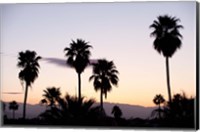 Silhouette of palm trees at dusk, Palm Springs, Riverside County, California, USA Fine Art Print