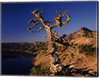 Whitebark Pine tree at lakeside, Merriam Point, Crater Lake National Park, Oregon, USA Fine Art Print