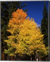 Ponderosa pine with Aspen and Fir trees in autumn, Crater Lake National Park, Oregon, USA Fine Art Print