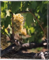 Chardonnay Grapes in Vineyard, Carneros Region, California Fine Art Print