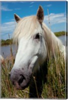 Close up of White Camargue Horse, Camargue, Saintes-Maries-De-La-Mer, Provence-Alpes-Cote d'Azur, France Fine Art Print
