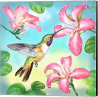 Bahama Woodstar In Orchid Tree Fine Art Print