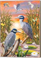 Night Herons Fine Art Print