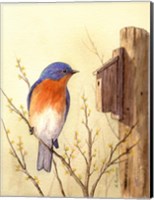 Bluebird II Fine Art Print