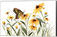 Butterfly & Black Eyed Susans Fine Art Print