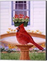 Cardinal And Geraniums Fine Art Print