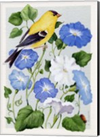 Goldfinch And Morning Glories Fine Art Print