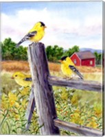 Goldfinch Fine Art Print