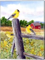 Goldfinch Fine Art Print