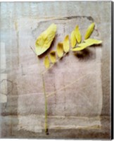 Herbarium V Fine Art Print