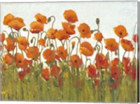 Rows of Poppies II Fine Art Print