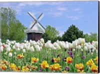 Dutch Tulip Field And Windmill Fine Art Print