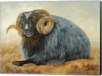 Baa Baa Black Sheep Fine Art Print