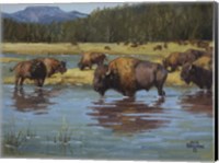 Buffalo Crossing Fine Art Print