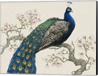 Peacock & Blossoms I Fine Art Print