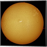 The sun in H-alpha light Fine Art Print