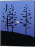 The moon rising between agave trees, Miramar, Argentina Fine Art Print