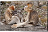 Golden Monkeys with babies, Qinling Mountains, China Fine Art Print