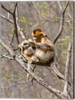 Female Golden Monkey on a tree, Qinling Mountains, China Fine Art Print