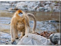 Female Golden Monkey, Qinling Mountains, China Fine Art Print