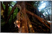 Giant leaf-tailed gecko (Uroplatus fimbriatus), Nosy Mangabe Reserve, Madagascar Fine Art Print
