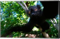 Black Lemurs, Northern Madagascar Fine Art Print