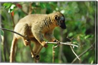 Common Brown Lemur on branch, Ile Aux Lemuriens, Andasibe, Madagascar. Fine Art Print