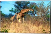 Adult and baby Cape Giraffe, (Giraffa camelopardalis giraffa), Kruger National park, South Africa Fine Art Print
