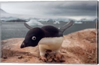 Adelie penguin, Western Antarctic Peninsula Fine Art Print