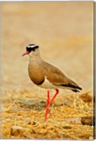 Africa, Namibia. Crowned Plover or Lapwing Fine Art Print