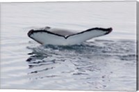 Antarctica, Humpback whales in Southern Ocean Fine Art Print