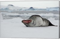Antarctica, Antarctic Sound, Leopard seal Fine Art Print