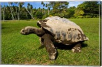 Giant Tortoise, Seychelles Fine Art Print