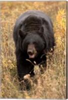 Black Bear walking in brush, Montana Fine Art Print