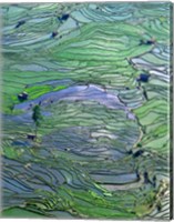 Flooded Tiger's Mouth Terraces, Yuanyang, Yunnan, China Fine Art Print