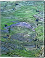 Flooded Tiger's Mouth Terraces, Yuanyang, Yunnan, China Fine Art Print