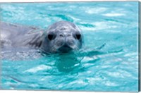 Crabeater seal, western Antarctic Peninsula Fine Art Print