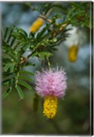 Ethiopia, Arba Minch, Nech Sar, Flora Fine Art Print