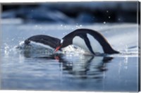 Antarctica, Anvers Island, Gentoo Penguins diving into water. Fine Art Print