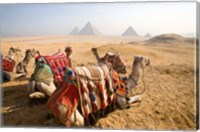 Egypt, Cairo, Camels, desert sands of Giza Pyramids Fine Art Print