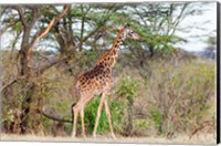 Giraffe, Maasai Mara National Reserve, Kenya Fine Art Print