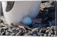 Adelie Penguin nesting egg, Paulet Island, Antarctica Fine Art Print