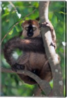 Brown Red-fronted Lemur, Primate, Madagascar Fine Art Print